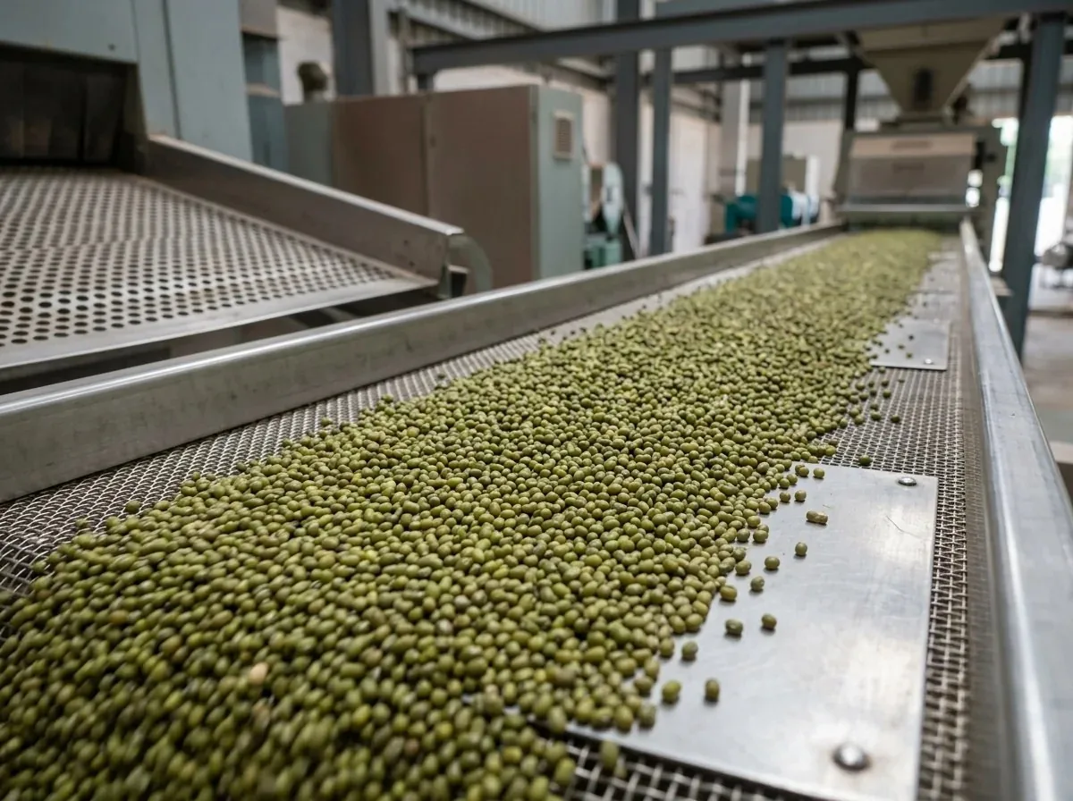 Moong (Green Gram) prepared for bulk supply